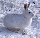 rabbits don white coats in the winter to avoid predation. fact.
